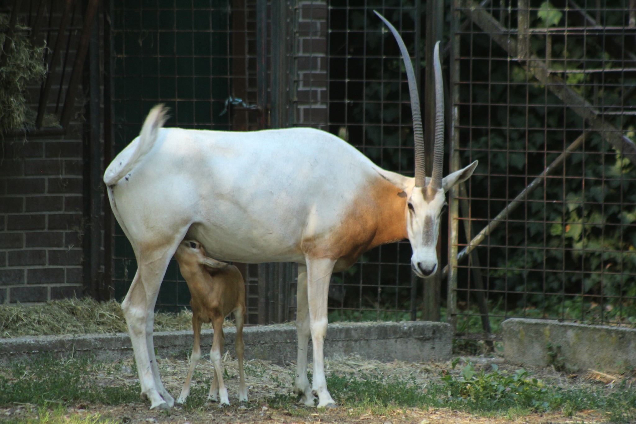 Mala oriksica postala nova miljenica Zoološkog vrta