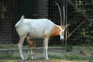 Mala oriksica postala nova miljenica Zoološkog vrta