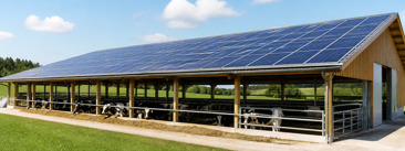Solarni paneli hlade farme: Nova studija pokazuje konkretne koristi za stoku