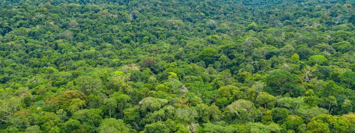 Studija otkrila: Usporilo se smanjenje prašuma