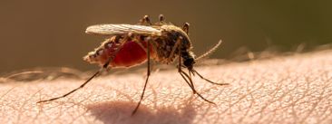 Komarci su stigli na Island: Iritantni insekti su veliko upozorenje za Arktik