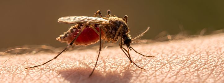 Komarci su stigli na Island: Iritantni insekti su veliko upozorenje za Arktik