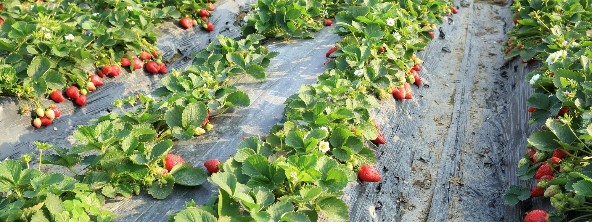 Jagode jako dobro uspijevaju pod solarnim panelima, potencijal za energiju je ogroman