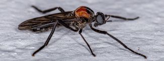 Invazija 'ljubavnih stjenica' u Seulu: Pogledajte nevjerojatne prizore