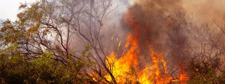 Odgovor na šumske požare mora se mijenjati kako bi pratile klimatske promjene