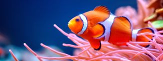 'Nemo' u opasnosti: Klimatske promjene prijete izumiranjem riba klaunova u Crvenom moru