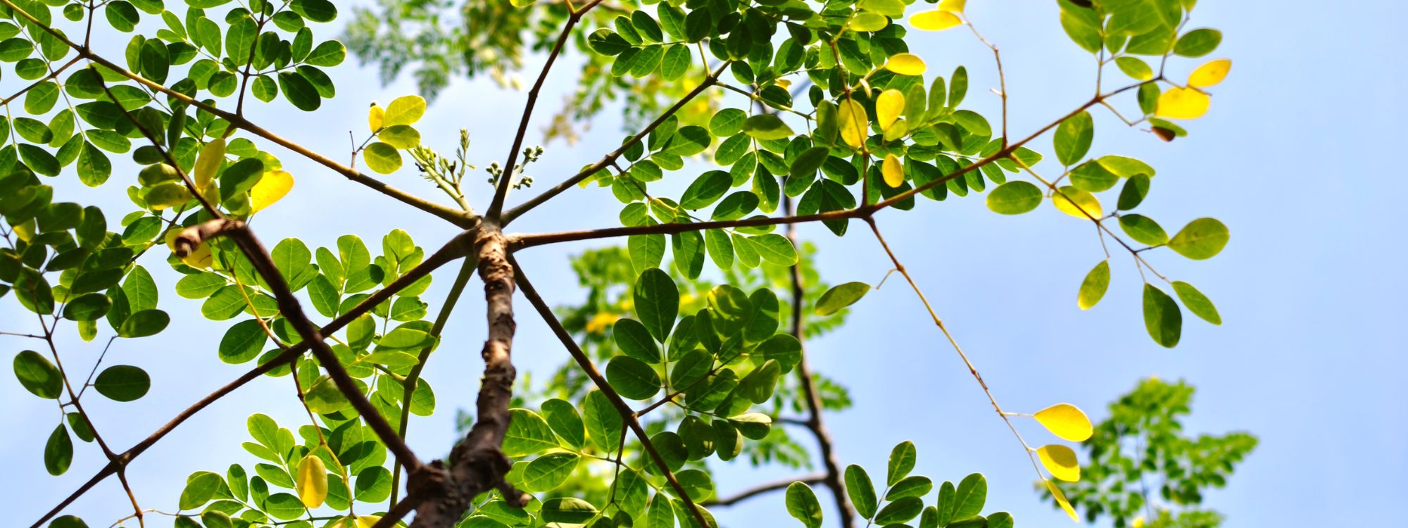 Moringa drvo