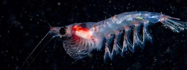 Kako su planktonski rakovi izazvali diplomatski sukob s Rusijom i zašto su važni