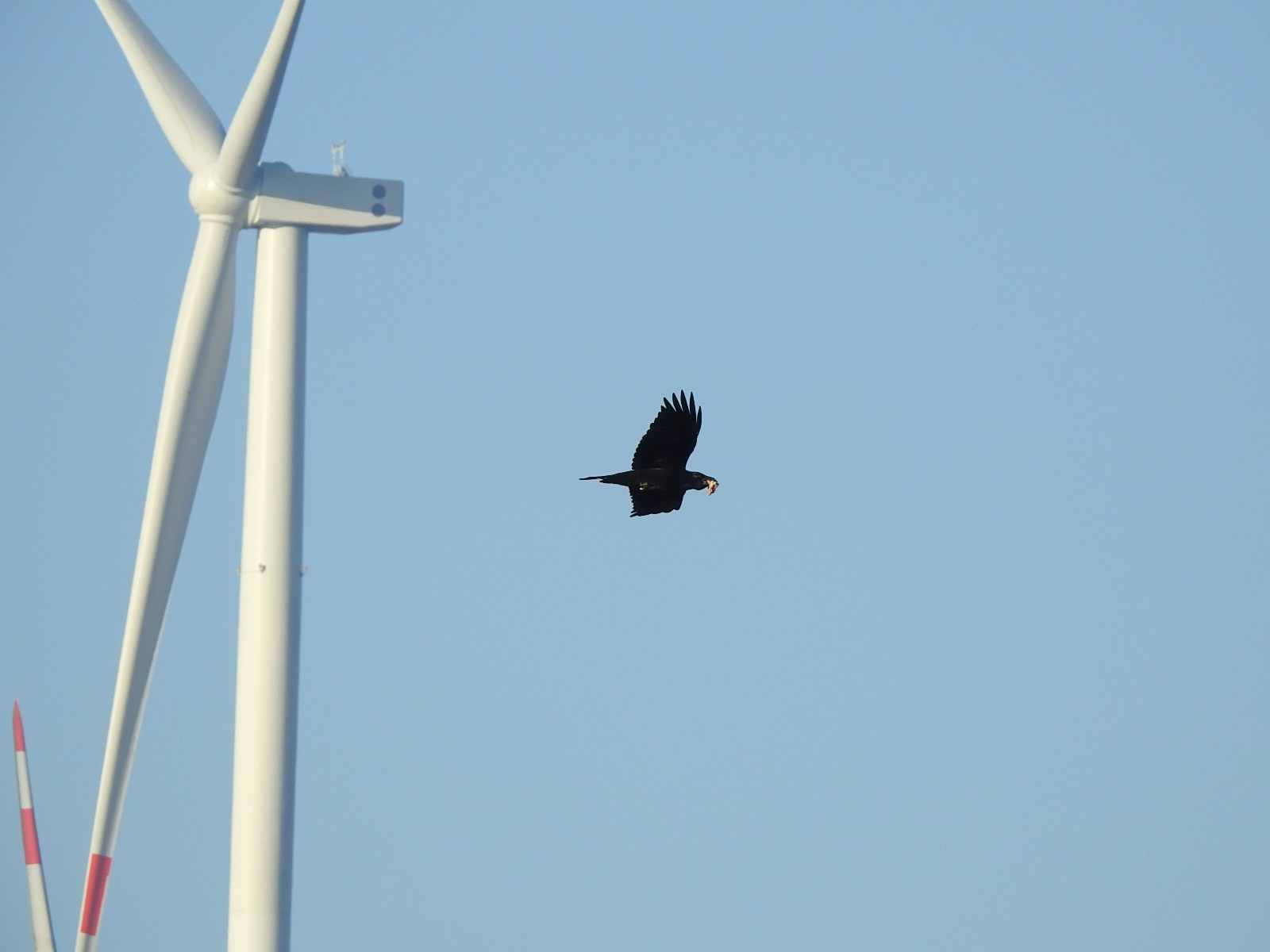 Oikon donosi napredne sustave za zaštitu ptica u vjetroelektranama jugoistočne Europe