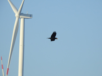 Oikon donosi napredne sustave za zaštitu ptica u vjetroelektranama jugoistočne Europe