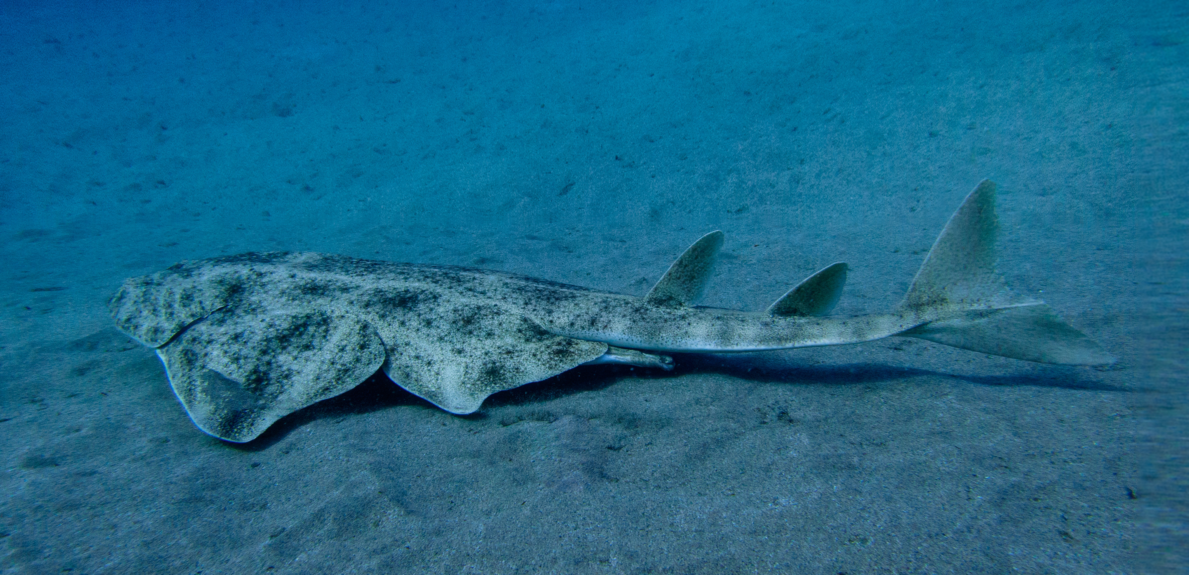 WWF: Više od polovice vrsta morskih pasa i raža je ugroženo