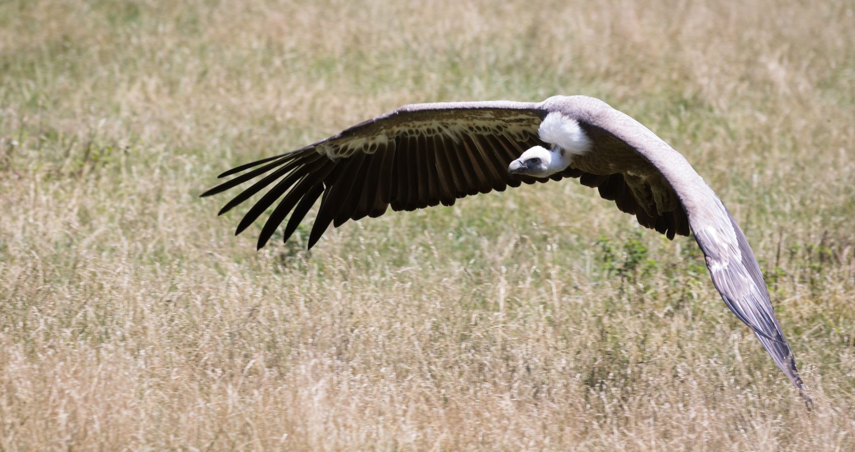 Ptice strvinari pred izumiranjem, u Hrvatskoj preostao jedino bjeloglavi sup
