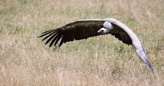 Ptice strvinari pred izumiranjem, u Hrvatskoj preostao jedino bjeloglavi sup