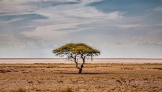 Požari uništili trećinu namibijskoga nacionalnog parka Etoshe