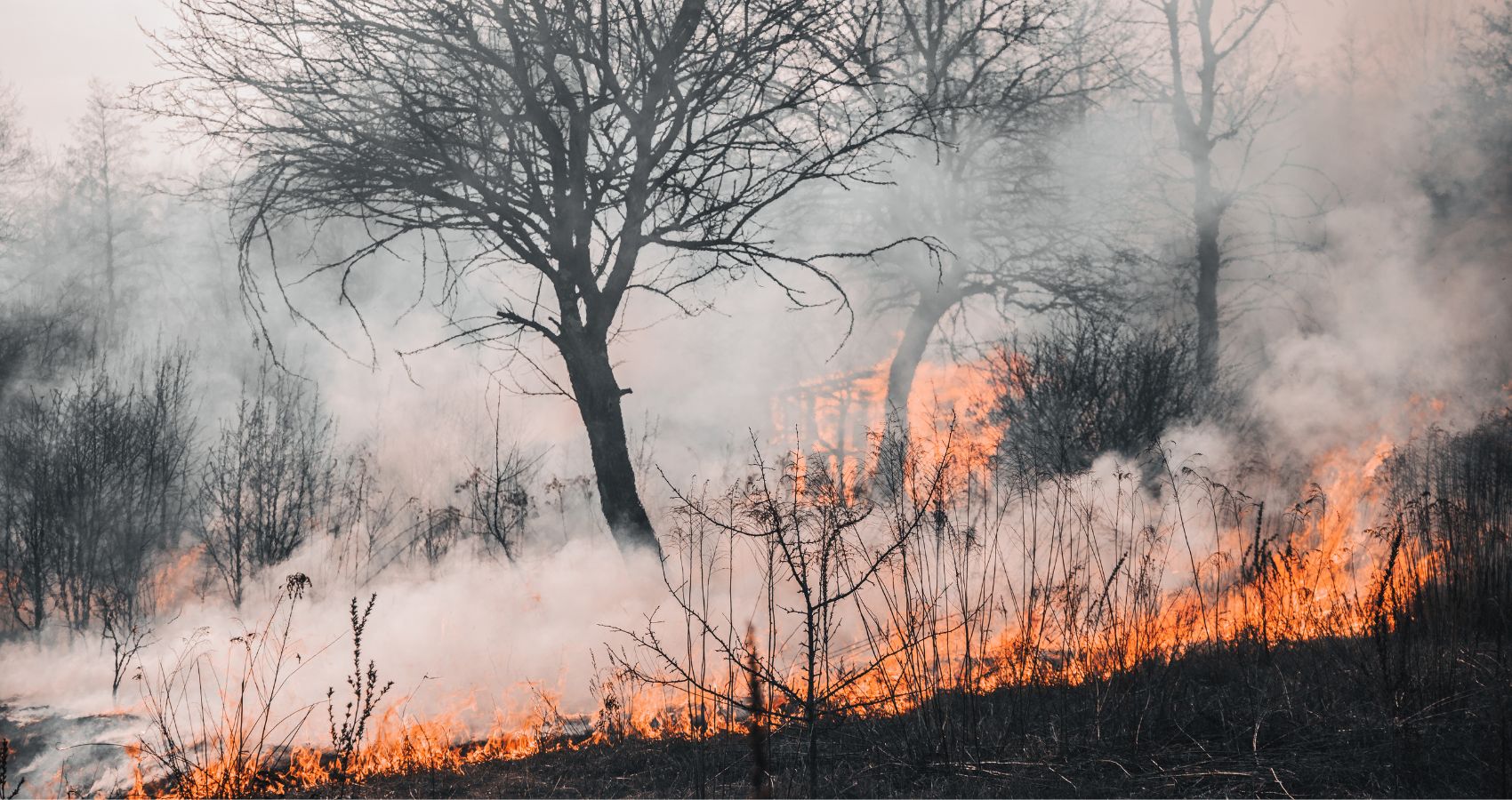 Izloženost dimu šumskih požara može skratiti preživljavanje od raka pluća