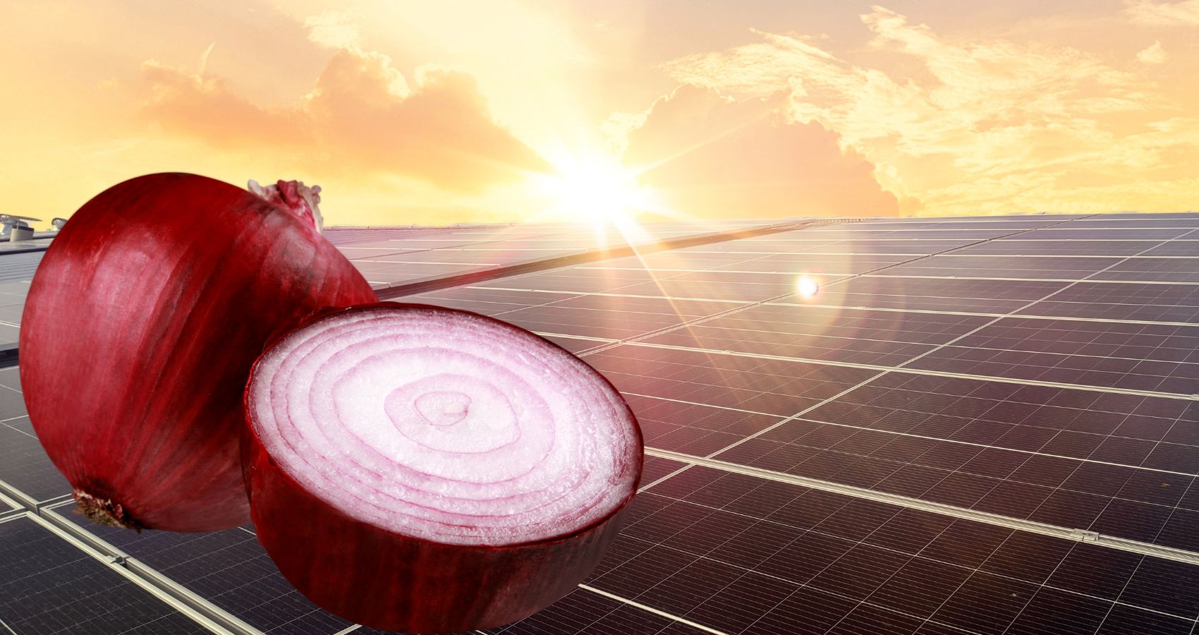 Crveni luk čuva solarne panele i mogao bi ih učiniti održivijima