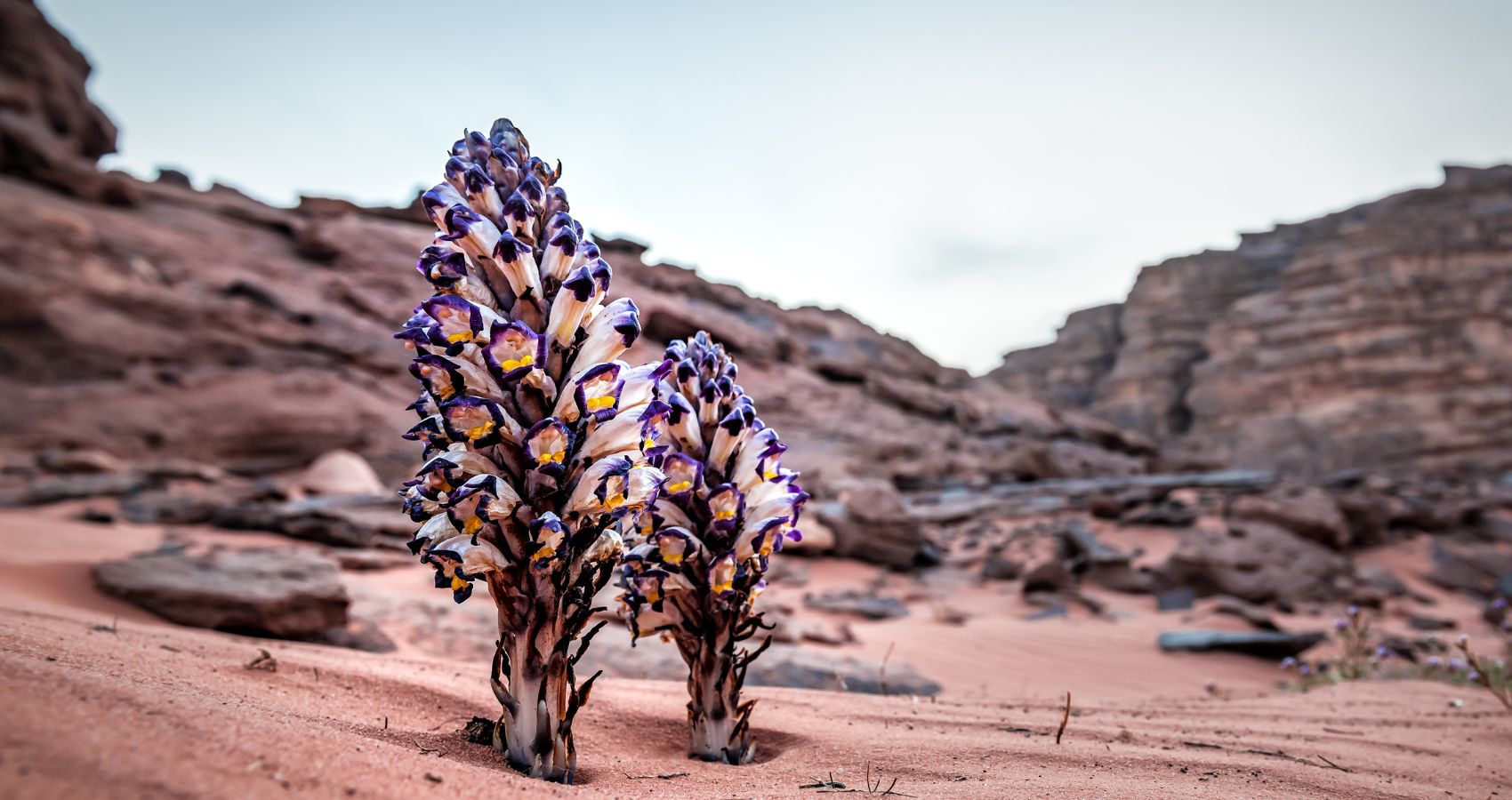 Cvijet iz pustinje u Čileu ključ za razvoj usjeva otpornih na sušu?