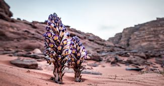 Cvijet iz pustinje u Čileu ključ za razvoj usjeva otpornih na sušu?