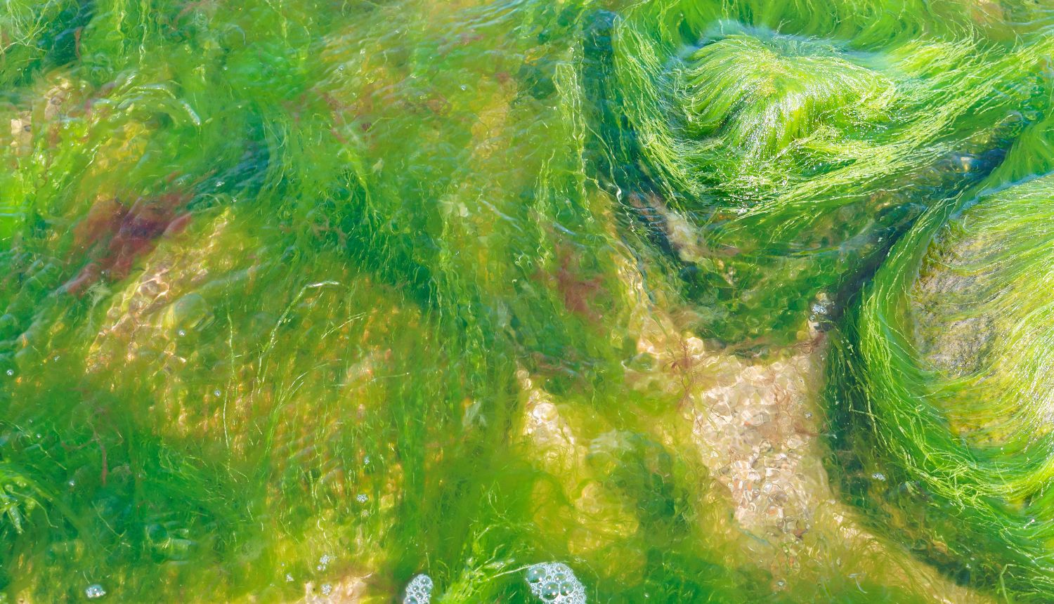 Hrvatski znanstvenici objasnili pojavu morske sluzi u Jadranu 2024.