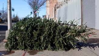 Zagreb besplatno prikuplja božićna drvca, evo za što ih koriste