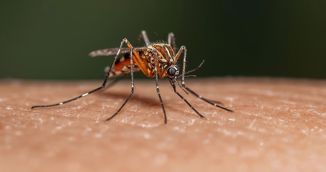 'Pala posljednja utvrda': Komarci prvi puta na Islandu