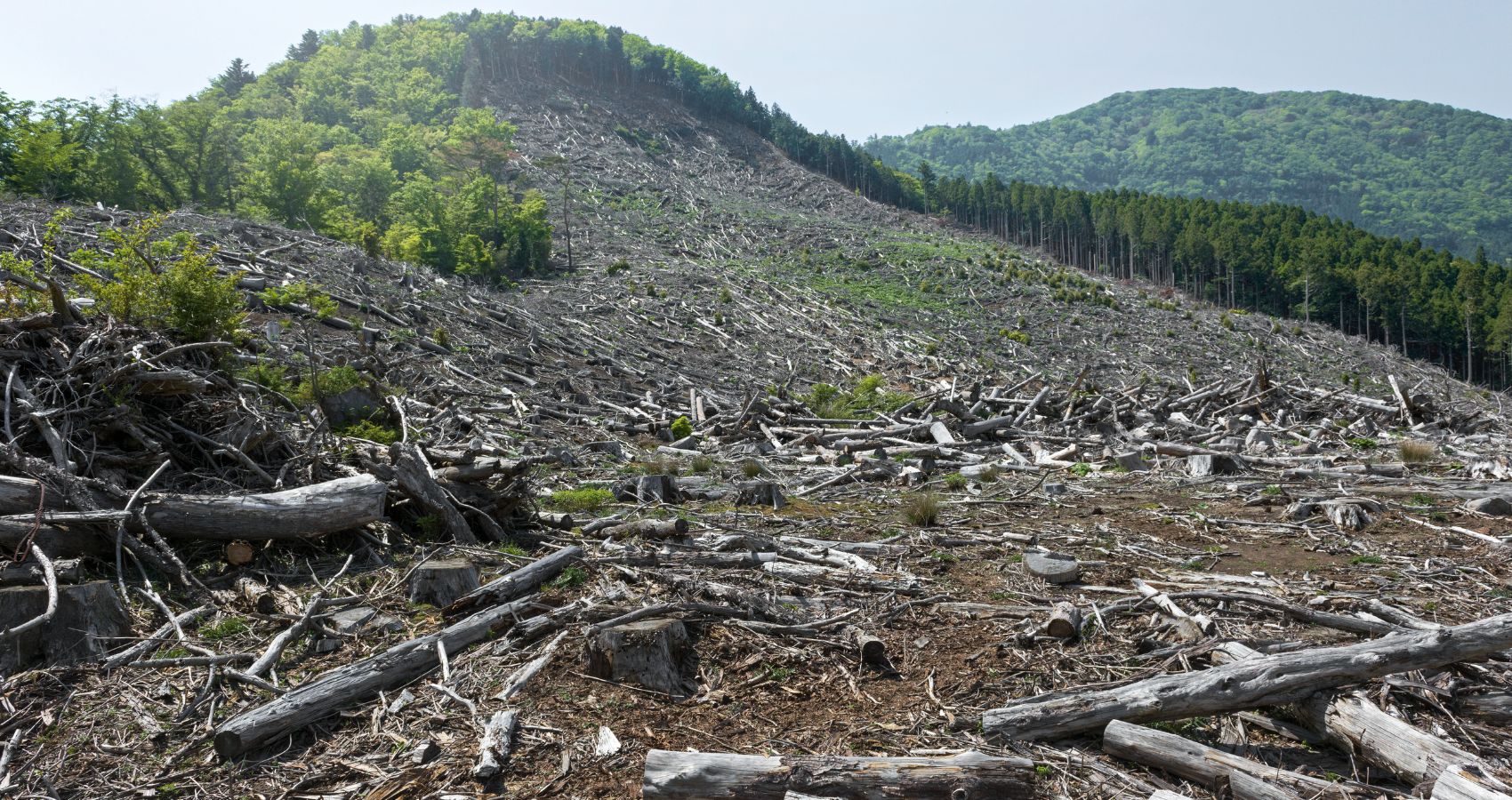  Kako je krčenje šuma ubrzalo stravične poplave u Indoneziji