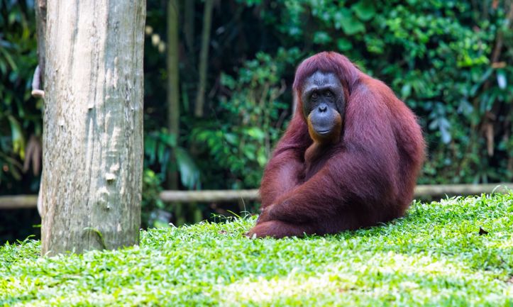 Smrtonosne poplave u Indoneziji uništile najmanje 7% populacije rijetkih orangutana