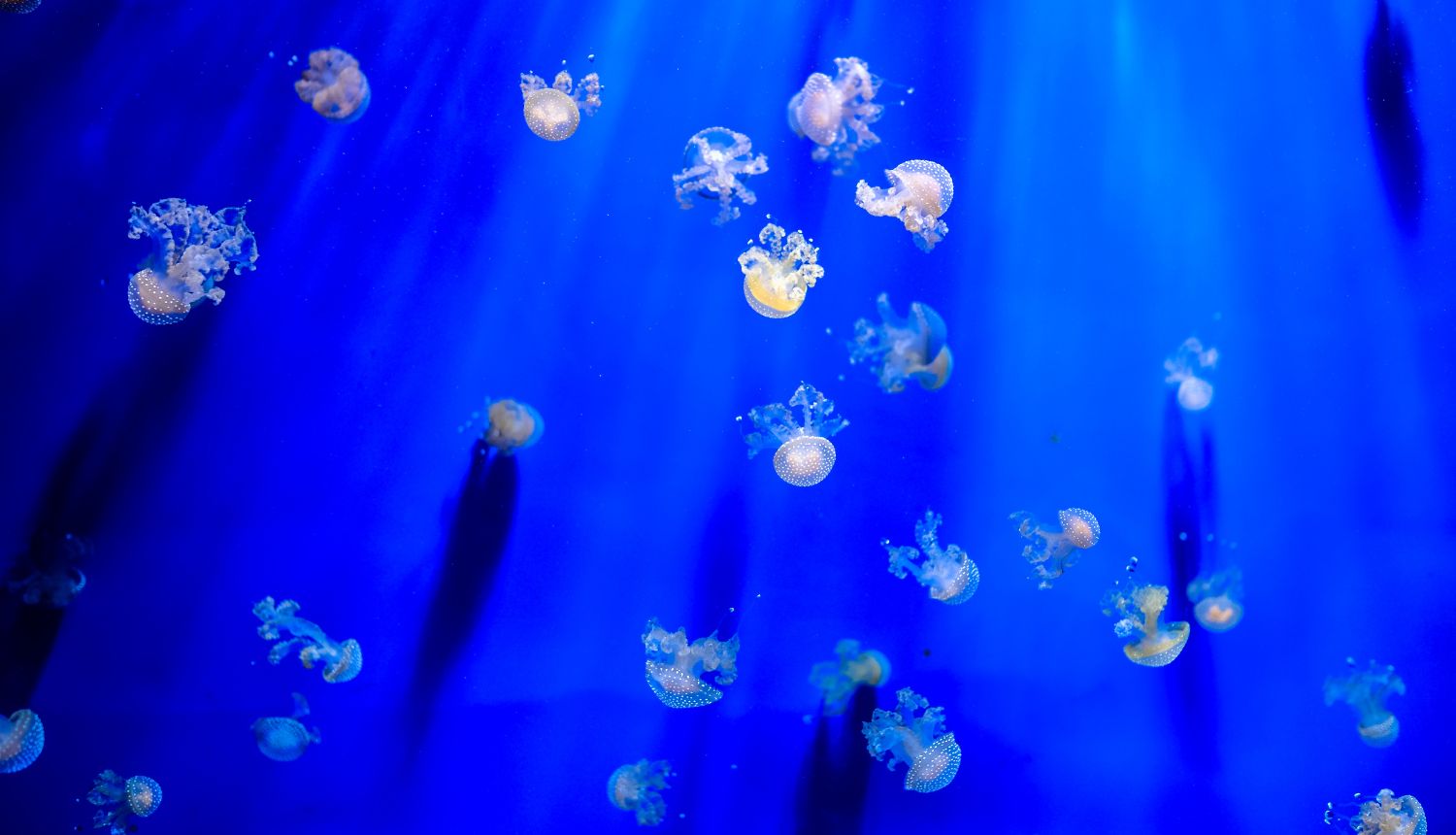 Sa zatopljavanjem oceana pada razina planktona u svijetu