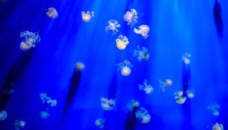 Sa zatopljavanjem oceana pada razina planktona u svijetu